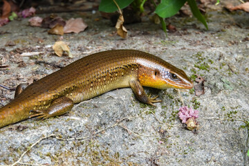 Lizards are a group of scaly reptiles with four legs