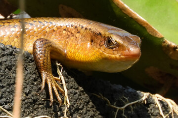 Lizards are a group of scaly reptiles with four legs