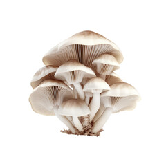 Fototapeta na wymiar mushrooms isolated on white background generative ai, clipping path, png file