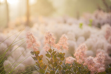 Fototapeta premium 부드러운 아침햇살이 비추고