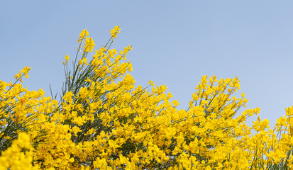 Obraz premium Spanish or weaver's broom or spartium junceum wild plant with yellow flowers