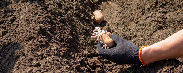 Potato tubers planting into the ground. Early spring preparations for the garden season.