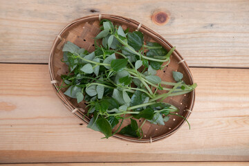 The Peperomia pellucida plant in Indonesian is often called Chinese betel leaf, this plant is often used as a herbal medicine such as gout, inflammation of the skin and kidney medicine