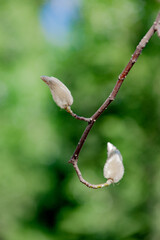 The magnolias in spring and the buds waiting to bloom