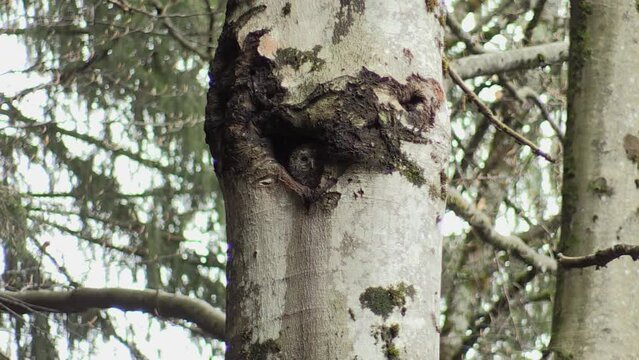 Strix aluco, Allocco comune, Common owl