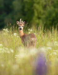 deer in the grass