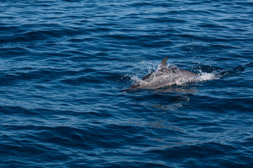 Dolphin jumping out of the water. Wild mammals of the ocean.