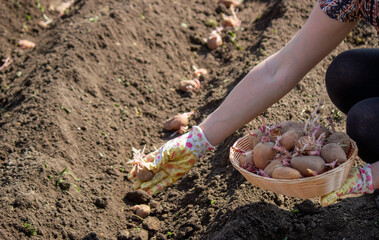 Potato tubers planting into the ground. Early spring preparations for the garden season.