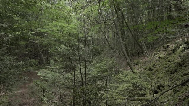 Komorebi. Sunlight leaking through trees in Aokigahara forest, Japan. S-Log, 8-bit, 24FPS-100M. 