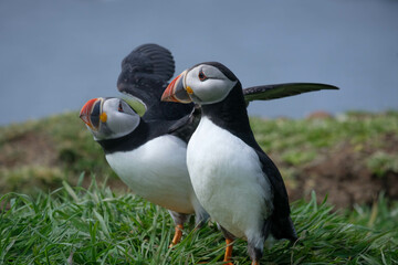 Puffin stretching and fanning its wings on a puffin island with straw in its bill building a nest underground