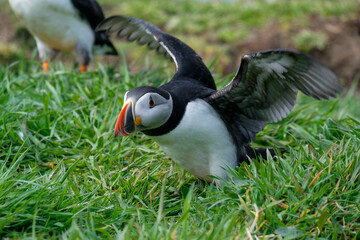 Naklejka premium Puffin stretching and fanning its wings on a puffin island with straw in its bill building a nest underground