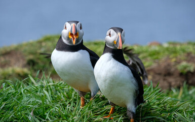 A pair of puffins cuddling and pruning each other
