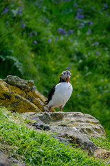 Puffin stretching and fanning its wings on a puffin island with straw in its bill building a nest underground