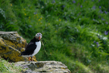 Puffin stretching and fanning its wings on a puffin island with straw in its bill building a nest underground