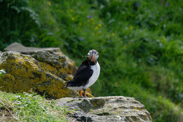 Puffin stretching and fanning its wings on a puffin island with straw in its bill building a nest underground