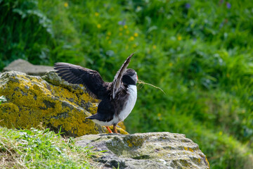 Puffin stretching and fanning its wings on a puffin island with straw in its bill building a nest underground