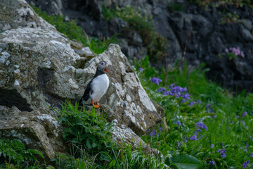 Razorbills seabirds nesting on some rocks on a small island