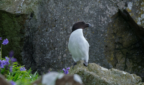 Razorbills seabirds nesting on some rocks on a small island