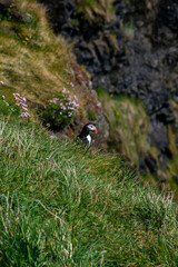 Puffins nesting on the cliff edges of the Scottish Isles of Treshnish