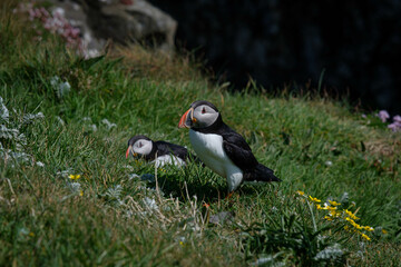 A pair of puffins cuddling and pruning each other