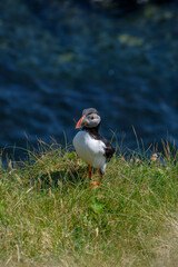 Puffins nesting on the cliff edges of the Scottish Isles of Treshnish
