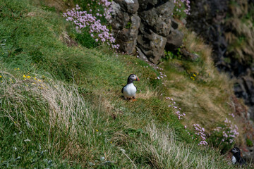 Puffins nesting on the cliff edges of the Scottish Isles of Treshnish