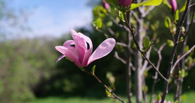 First spring Tender Blooming magnolia tree pink flowers at spring sunny day in Botanical garden park
