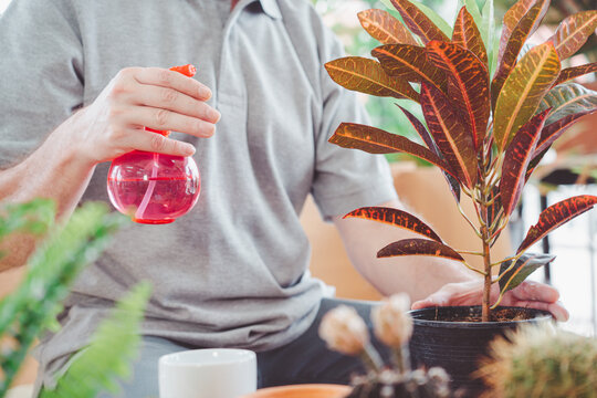 Man in eyeglasses doing indoor gardening tree at glass house, Retirement lifestyle hobby concept
