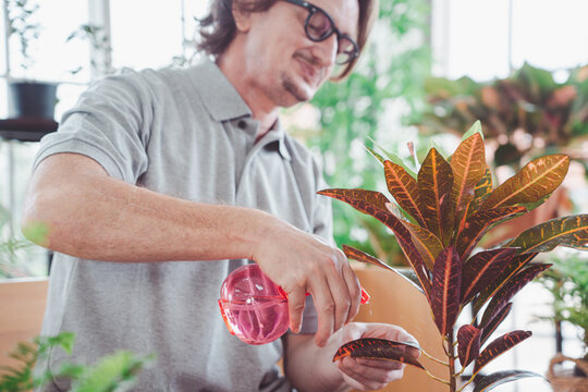 Man in eyeglasses doing indoor gardening tree at glass house, Retirement lifestyle hobby concept