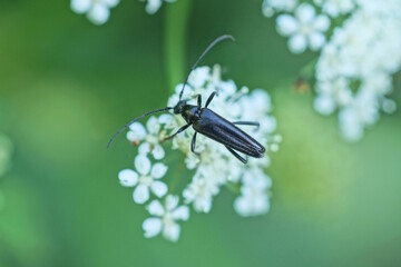 one small black beetle sits on a white flower of a plant on a green background in nature