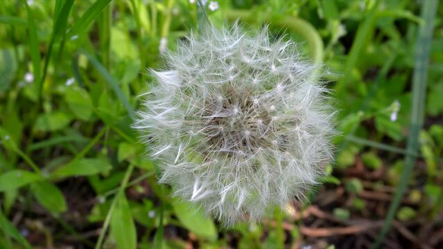 Common Dandelion (Taraxacum officinale) ripe seedhead. 
