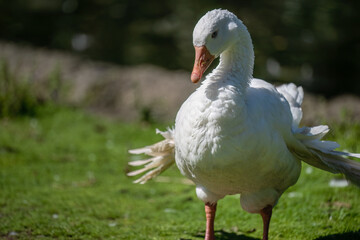 Fototapeta premium A white goose with wings sticking out, a condition known as Angel Wing Syndrome. Western Springs Park. Auckland.