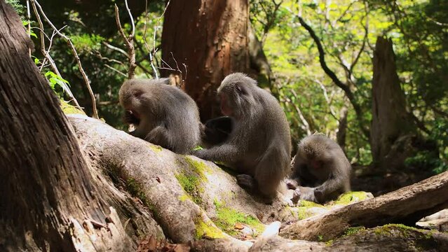 family of Japanese macaques in a forest, wildlife of Japan, playful wild monkeys in the jungle of Yakushima, cute monkeys grooming each other