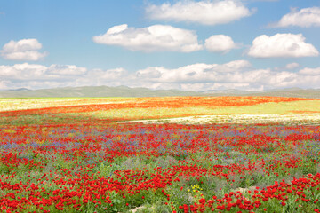 Cumulus clouds in the sky and a field with flowers