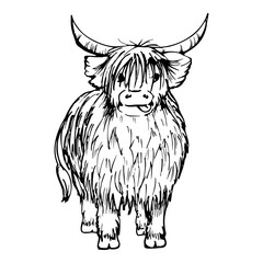 Ink hand drawn sketch of isolated object. Vector black silhouette of domestic animal scottish hairy coo cow livestock with horns. Design tourism, travel, brochure, fabric, guide, print, card, tattoo. - obrazy, fototapety, plakaty