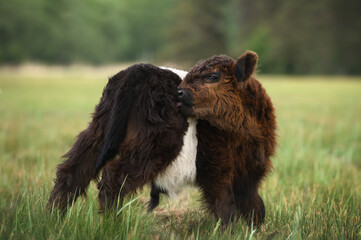 beautiful belted galloway cattle calf on a pasture