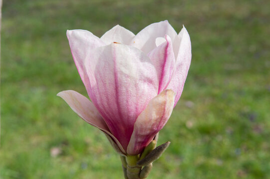 close-up: purple magnolia liliiflora blossom with pale purple and white full-blown flower