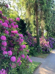 Fototapeta premium Rhododendren blühen im Park im Frühling 