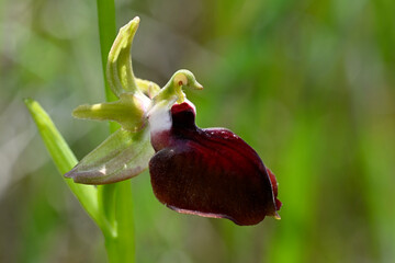 Helena-Ragwurz, Helenes Ragwurz // Helena's Ophrys (Ophrys helenae) - Pinios-Delta, Greece