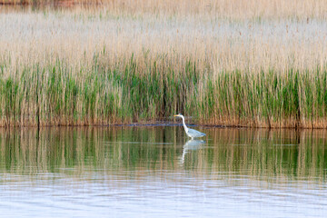 Idyllische Boddenlandschaft mit Graureiher in Zingst an der Ostsee.