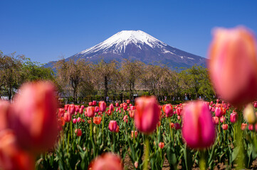 赤いチューリップ畑の後ろに聳え立つ富士山