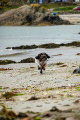 Cute and tiny black and white dog running towards the camera along a sandy beach