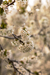 Spring flowers on a tree branch