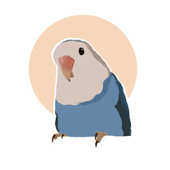 parrot on white background
