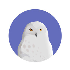snowy owl