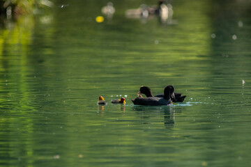 Eurasian coot