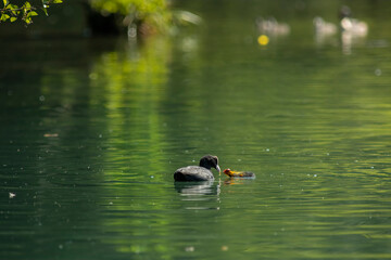 Eurasian coot