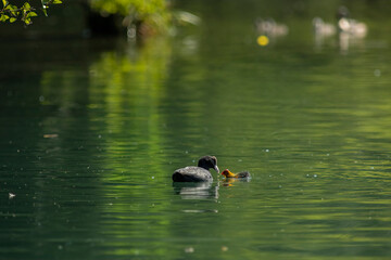 Eurasian coot