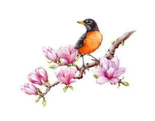 American robin on magnolia tree branch. Watercolor illustration. Hand painted american robin with blooming magnolia flowers decor. Beautiful bird with spring flowers decoration. White background