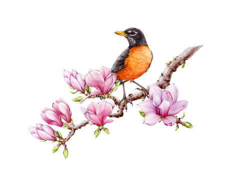 American robin on magnolia tree branch. Watercolor illustration. Hand painted american robin with blooming magnolia flowers decor. Beautiful bird with spring flowers decoration. White background